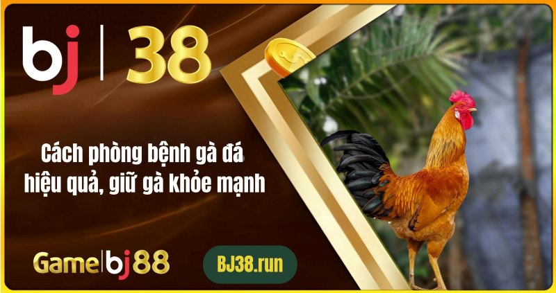 Giới thiệu về gà đá và tầm quan trọng của việc phòng bệnh