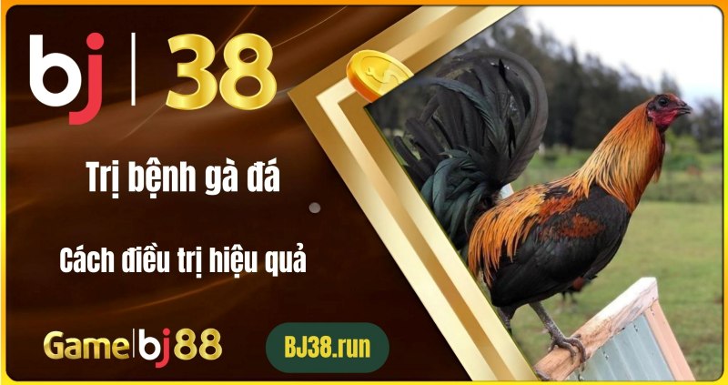 Tầm quan trọng của việc trị bệnh gà đá