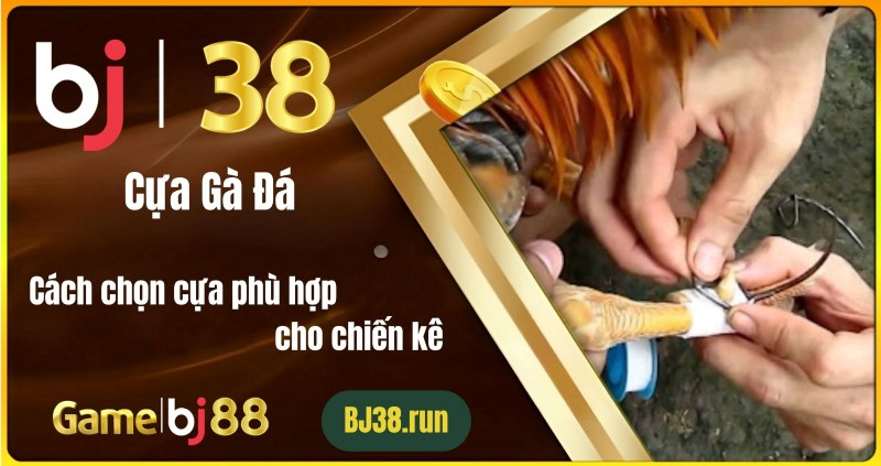 Cựa Gà Đá – Cách Chọn Cựa Phù Hợp Cho Chiến Kê Cựa gà đá – Cách chọn cựa phù hợp cho chiến kê