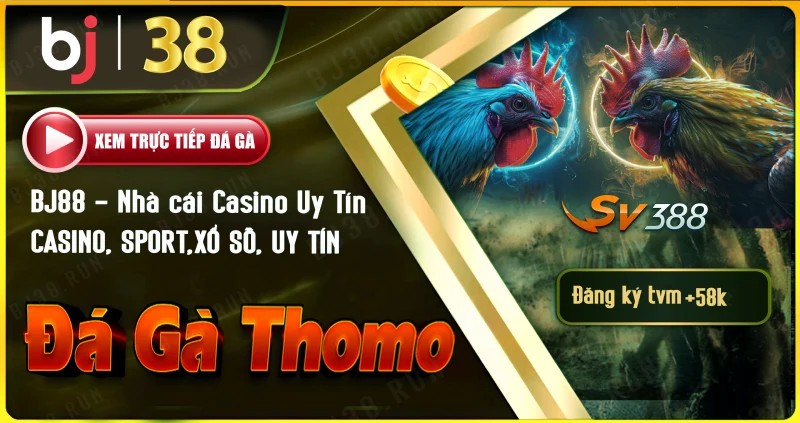 Đá Gà Thomo Tại BJ38: Trải Nghiệm Cực Đỉnh Cho Dân Chơi Tại sao Đá Gà Thomo tại BJ38 lại hấp dẫn?