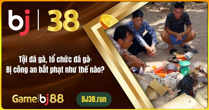 Xen thêm cá cược đá gà tại bj38