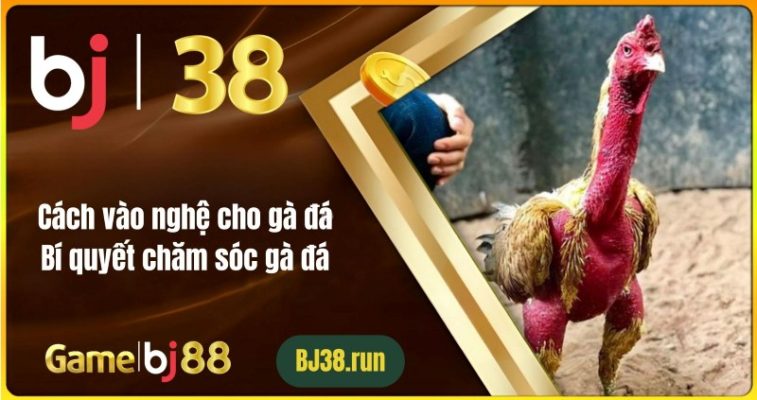 Cách Vào Nghệ Cho Gà Đá: Bí Quyết Chăm Sóc Gà Đá